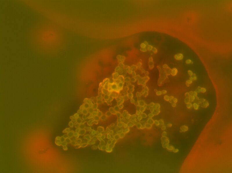 File:Merged best.jpg