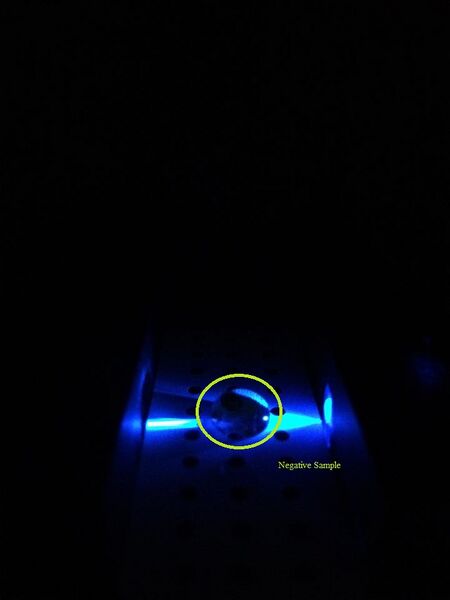 File:PCR DNA 3-1 labels.jpg