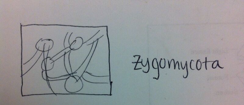 File:Procedure 5.JPG