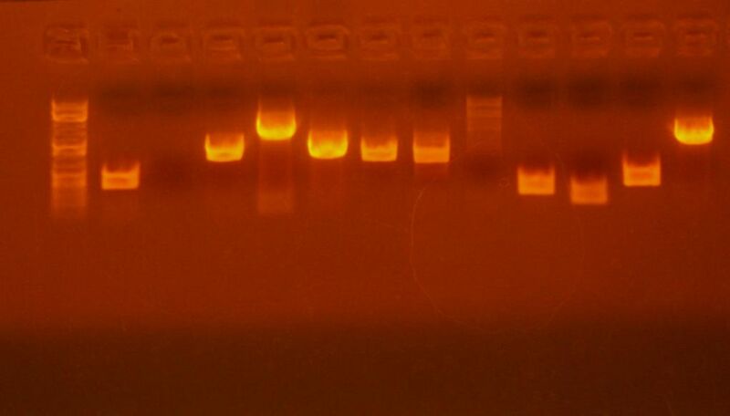 File:SOEing pcr1 gel.jpg
