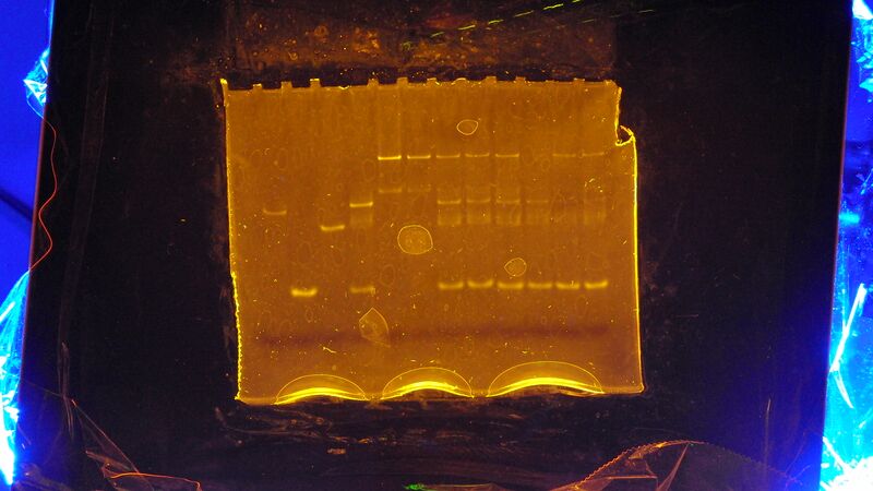 File:Azobenzene gel.JPG