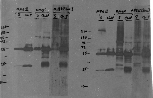 File:KAH 061410 WB1.tif