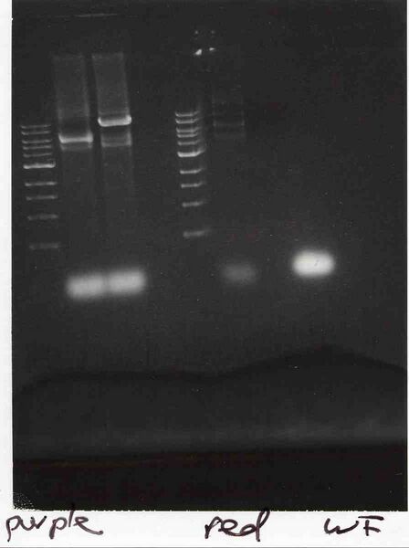 File:Macintosh HD-Users-nkuldell-Desktop-WFbkbs purplered.jpg