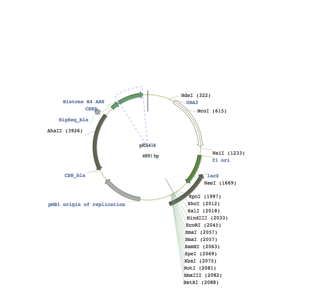 File:Macintosh HD-Users-nkuldell-Desktop-pRS416singlecutters.PNG.PNG