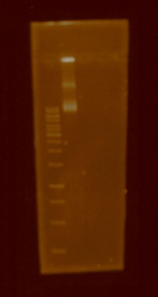 File:PlasmidE.pUX19XKR5.6jul.2011.jpg