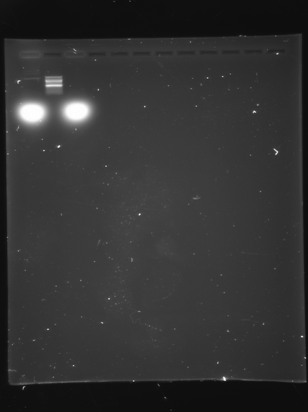 File:100924 dspB 38.tif