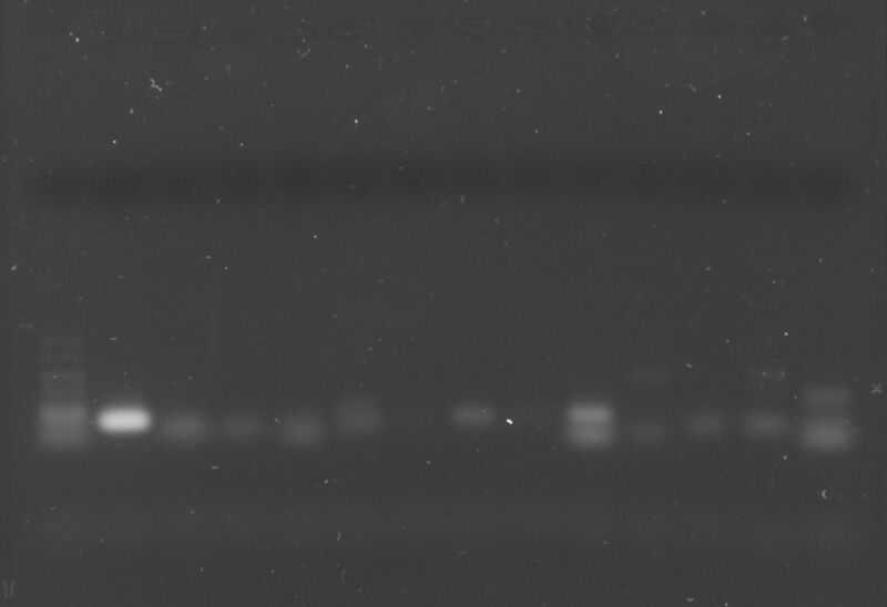 File:AQE 3-31-15.jpg