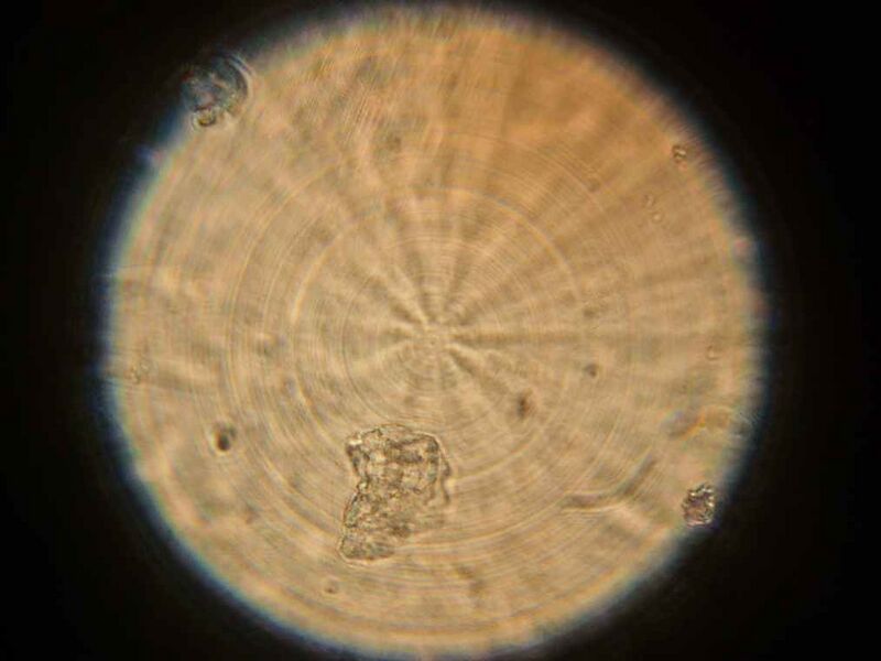 File:IC07 image133.jpg