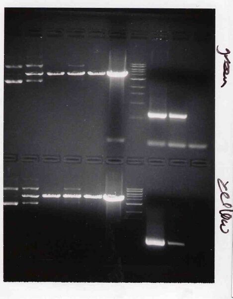 File:Macintosh HD-Users-nkuldell-Desktop-TRlabM1D3 greenyellow.jpg