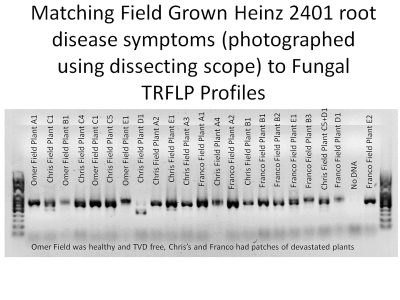 File:Oct 7,2013Gel.tif