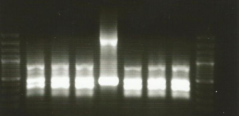 File:10.25.12 Primered Lanes.jpg