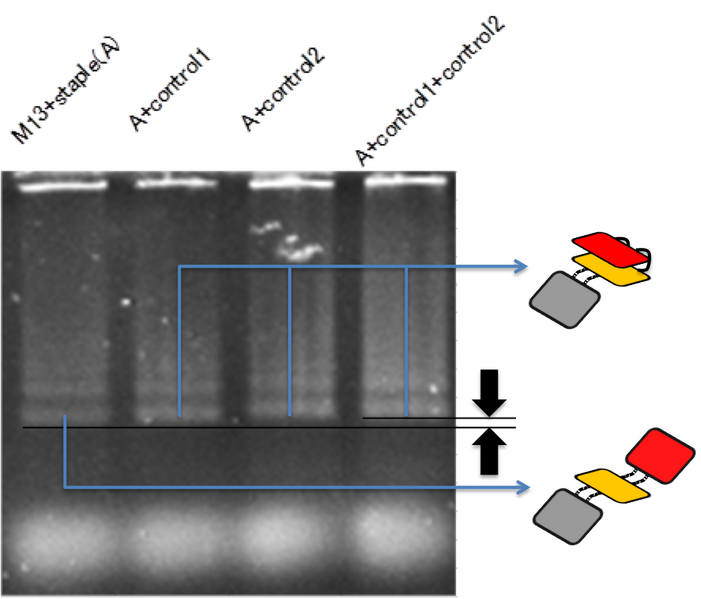 File:Biomod-2012-UToky​o-UT-Hongo-closeDNAelectrophoresis.png