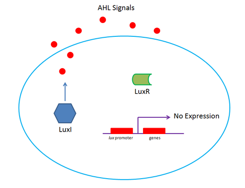 Lux System at Low Concentration