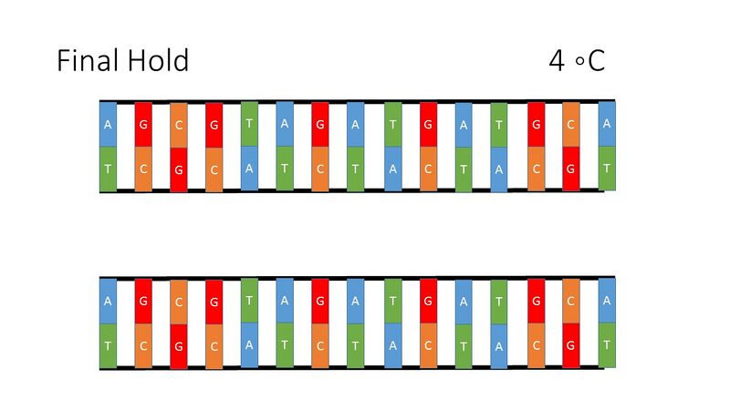 File:PCR Illustration 6.jpg