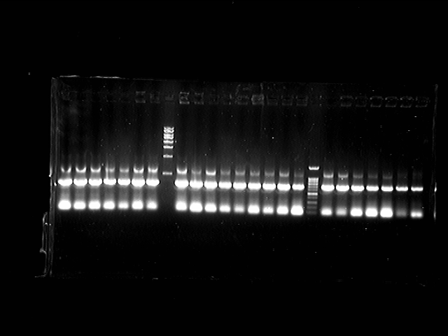 File:PKU-080817-ligation test-B-1.tif