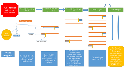Polymerase Chain Reaction Process Resulting in the Amplification of a single DNA strand