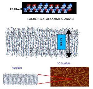 Molecular structure of EAK16-II peptide