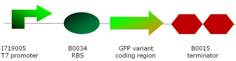 File:T7 construct 1.jpg
