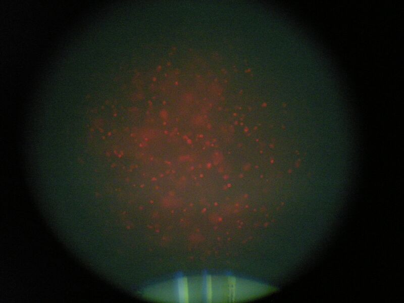 File:TR Green 0.5uM 1 2b.jpg