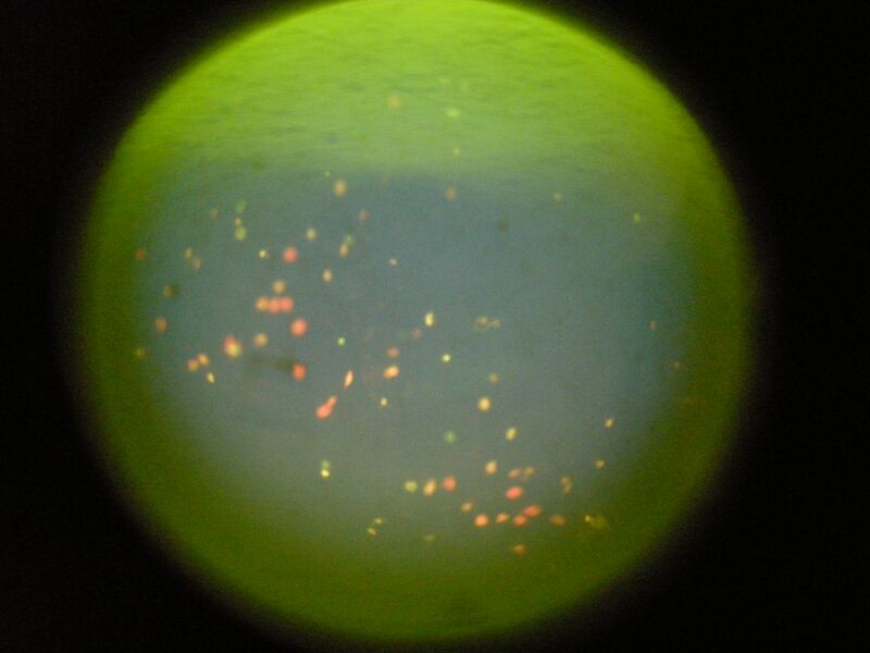 File:WF Pink High RA mostly dead.JPG