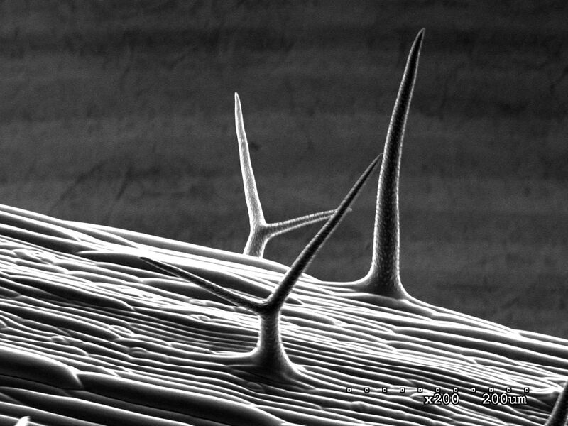 File:YOUNG STEM .jpg