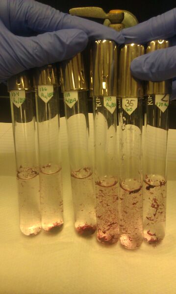 File:20120830 134170AuBSA.jpg