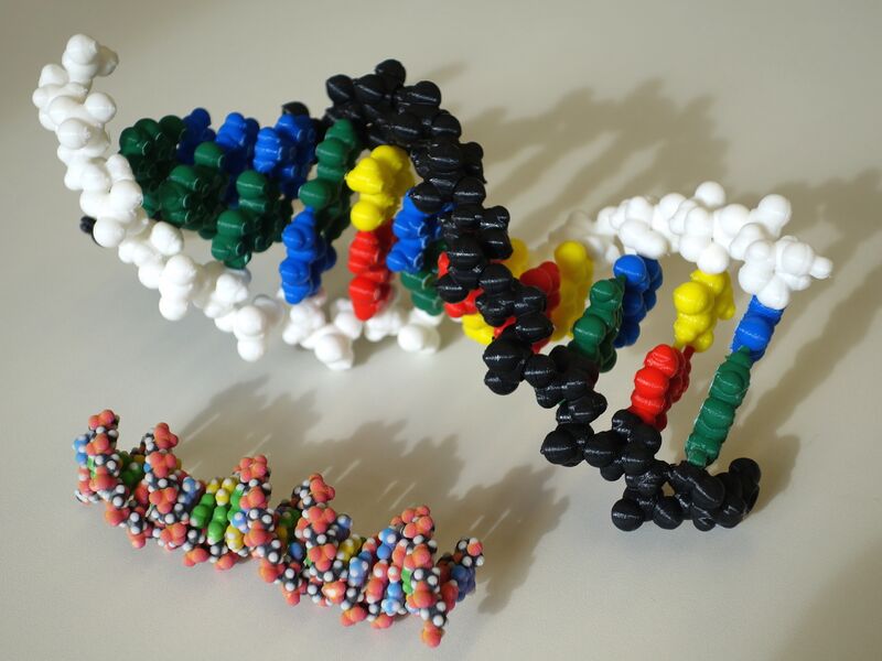 File:DNA PLA and powder model.JPG