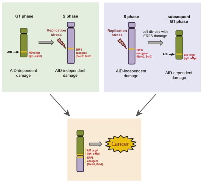File:Figure6 BarlowCell.jpeg