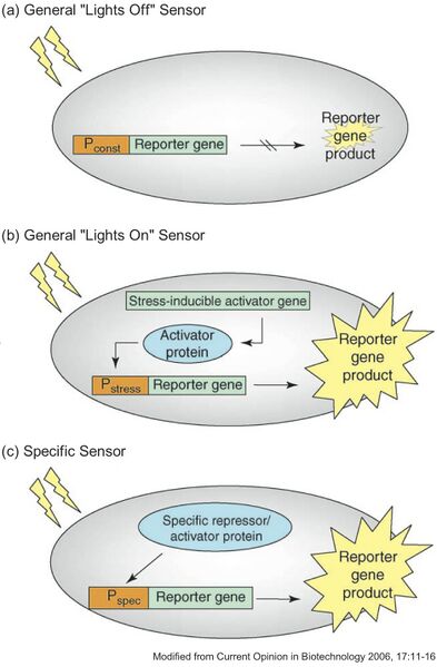 File:General Biosensors.jpg