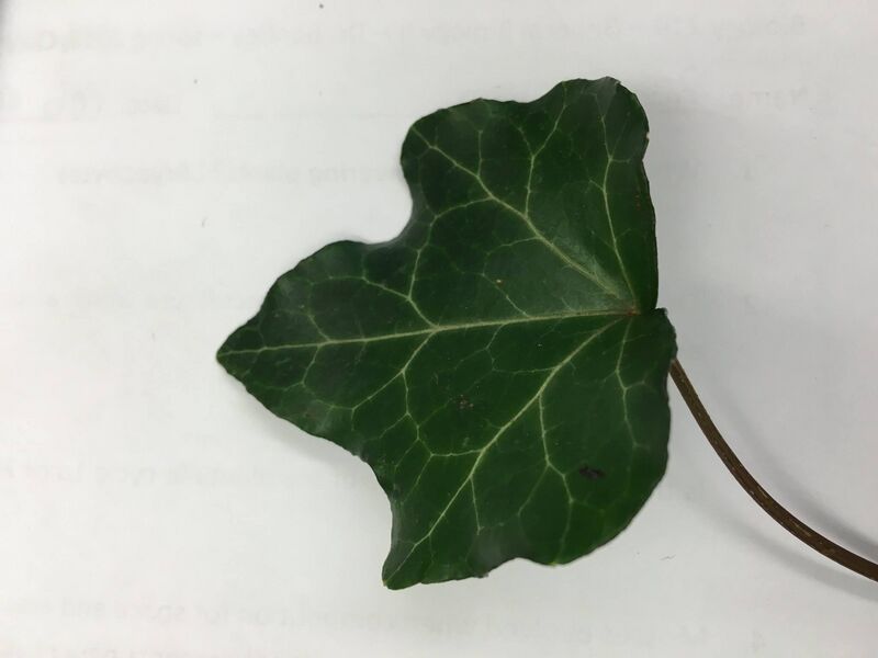 File:12499293 10204413737022514 564459200 o.jpg