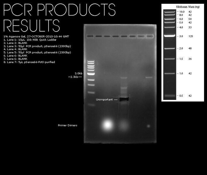 File:27102010-1prcnt-gel-pSense66-pcr.jpg
