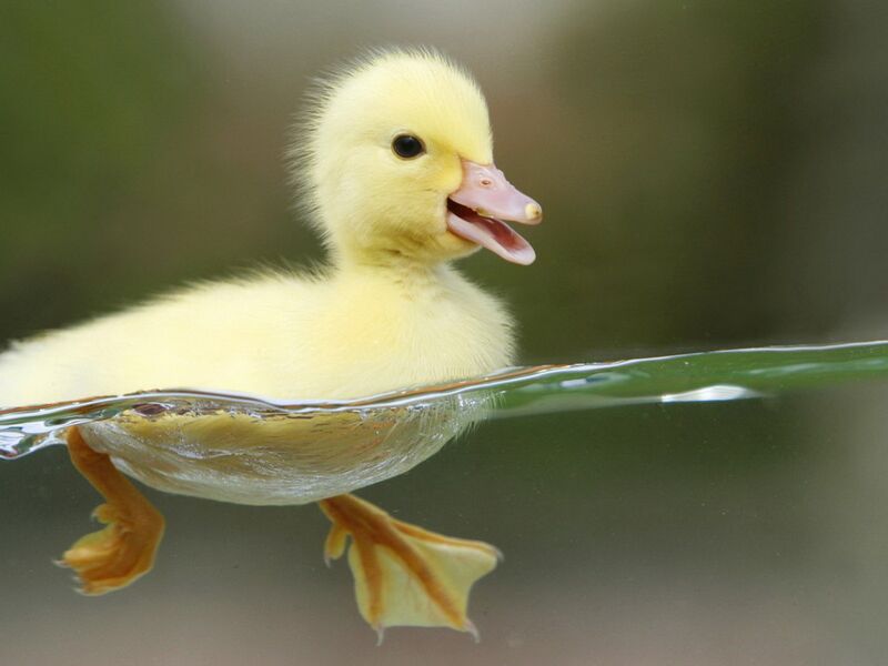 File:Baby-duck.jpg