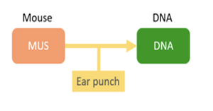A diagram showing how samples are connected in SEEK