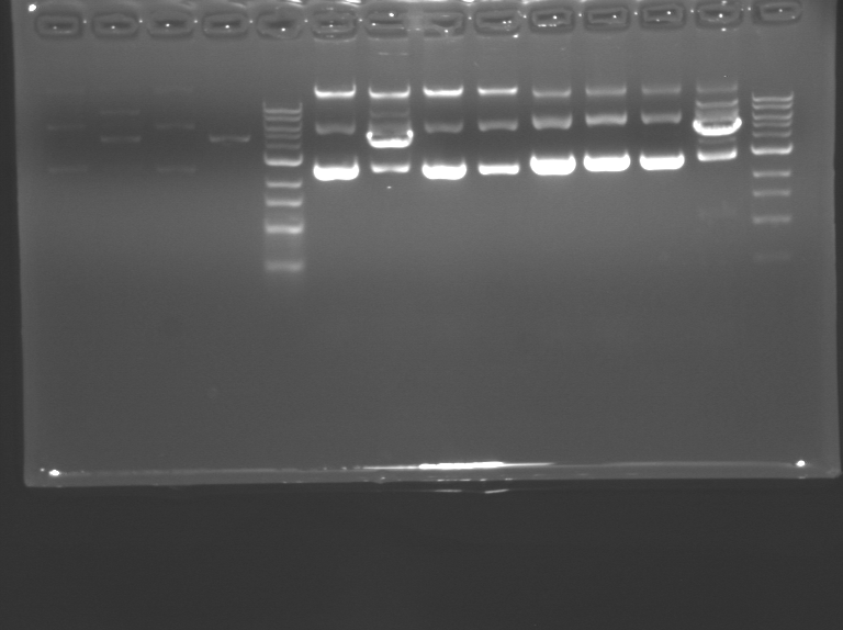 File:F08-M1D6 WF-Pink.BMP