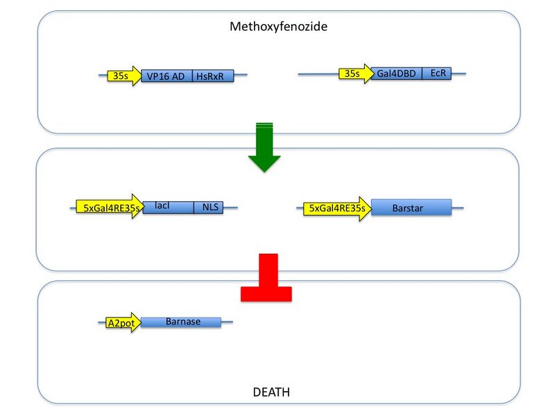 File:Gene Map primary.jpg