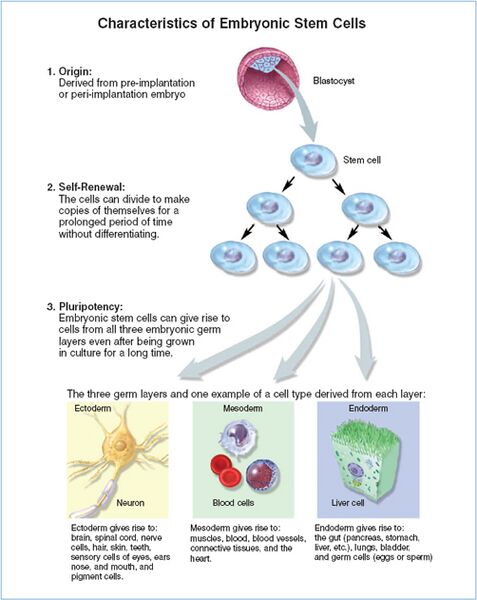 File:John Bovill Embryonic stem cells.jpg