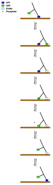 File:Kinesin walking.jpg