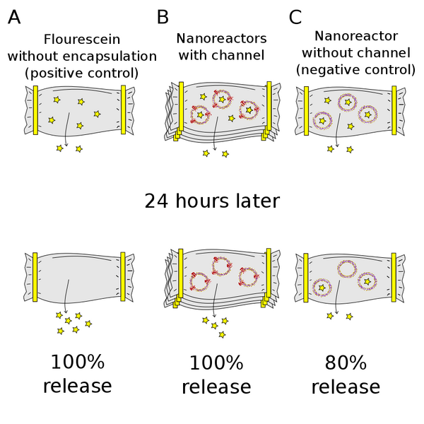 File:Nm dye release assay.png