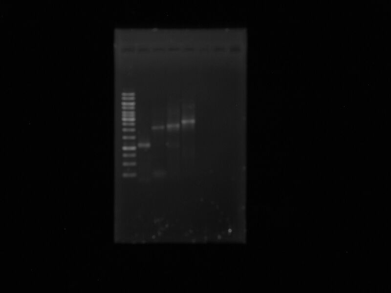 File:OmpFPCR Taq 290710.jpg
