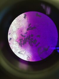 BacilliBacteria