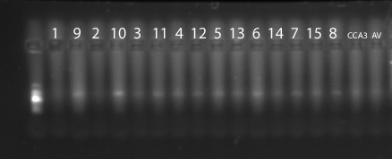 File:19Feb10 HCO LCO.tif