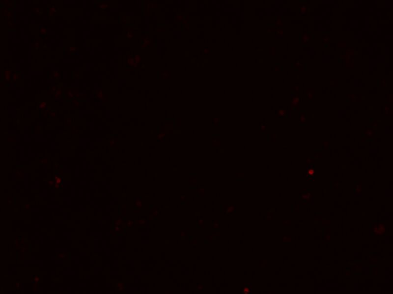 File:1A DNA mCHERRY 1.jpg