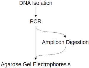 Overview of the workflow for the genotype testing experiment