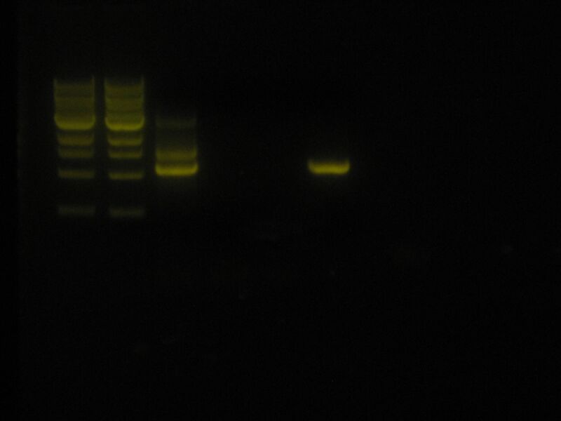 File:Capture 00026.JPG