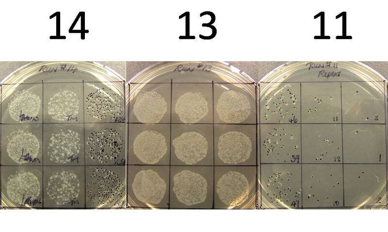 File:Colony 111314.jpg