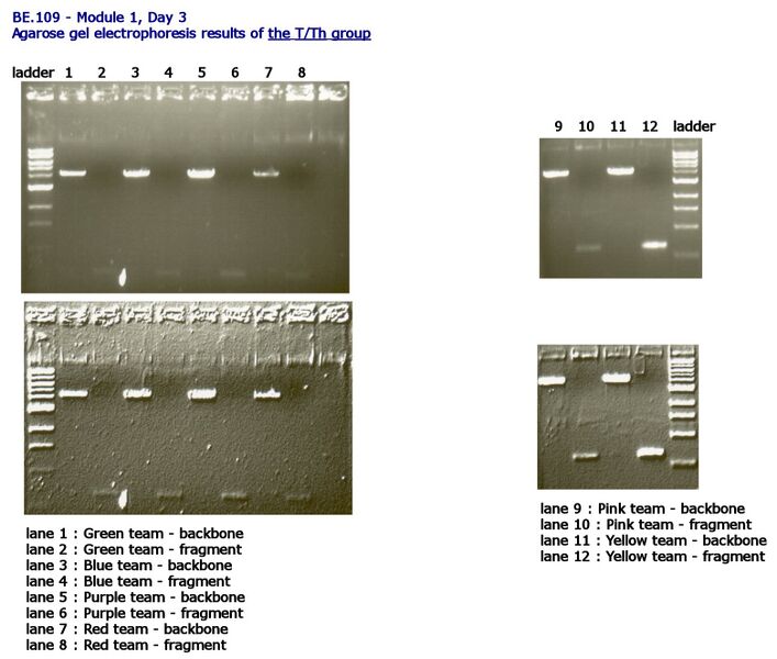 File:Day 3 Gel results TTh group.jpg