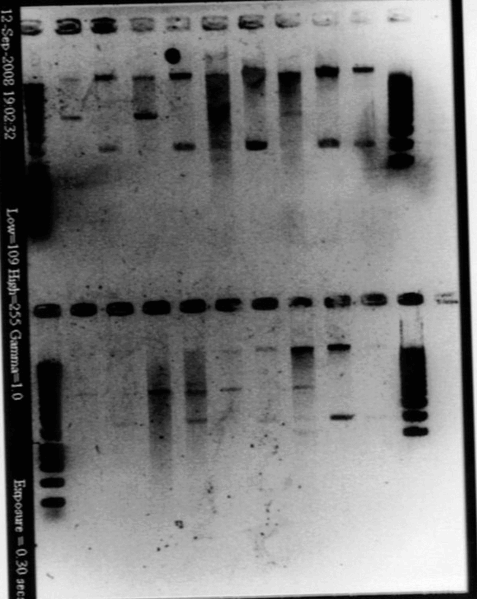 File:Gel21092pcr.gif