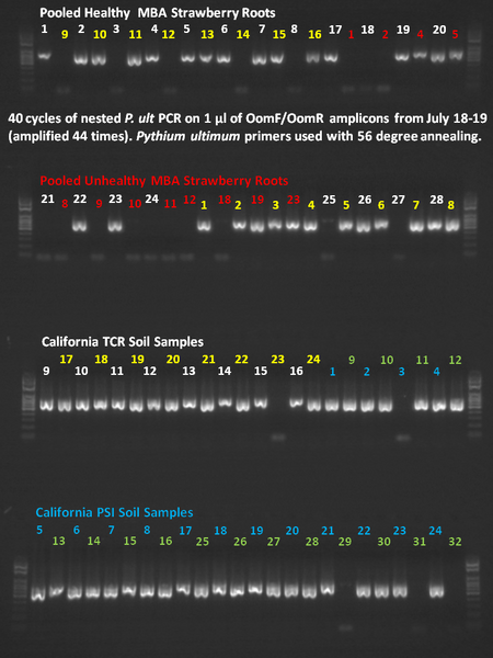 File:July 22,2013Gel.tif