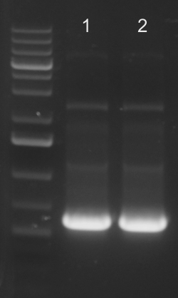 File:KAH051115 gel1.jpg