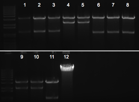 File:KAH 080710 gel1.tif